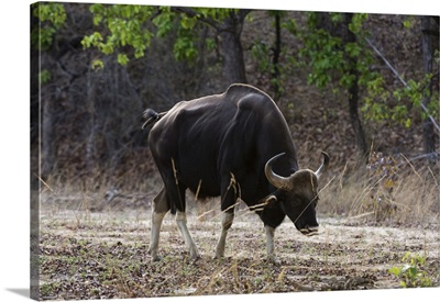 An Indian bison walking, Bandhavgarh National Park, Madhya Pradesh, India