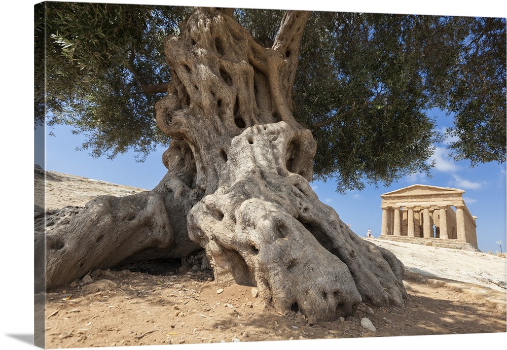 An olive tree frames the ancient Temple of Concordia in the archeological site of Valle dei Templi, Agrigento, Sicily, Italy