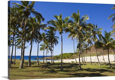 Anakena beach, the Island's white sand beach fringed by palm trees, Rapa Nui, Chile