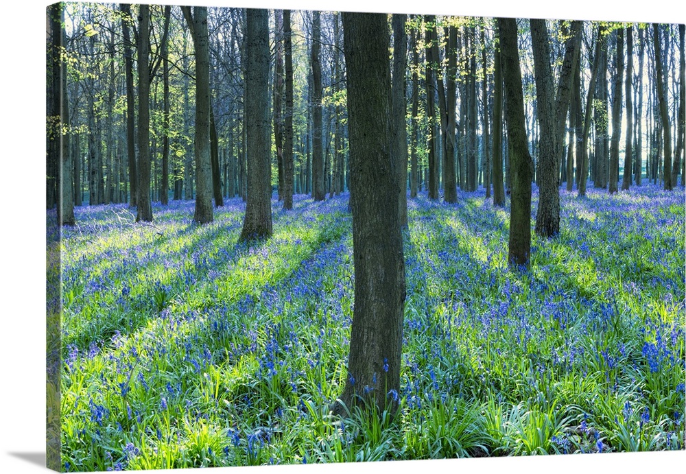 Ancient bluebell woodland in spring, Dockey Wood, Ashridge Estate, Berkhamsted, Hertfordshire, England, United Kingdom, Eu...