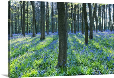Ancient Bluebell Woodland, Berkhamsted, Hertfordshire, England