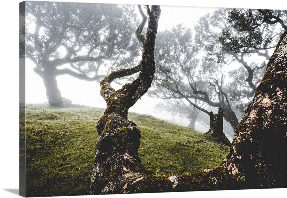 Ancient laurel forest in the fog, Fanal, Madeira island, Portugal, Atlantic, Europe