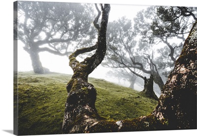 Ancient Laurel Forest In The Fog, Fanal, Madeira Island, Portugal