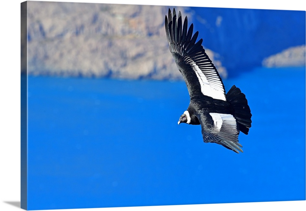 Andean Condor (Vultur Grifus), Torres del Paine, Patagonia, Chile, South America