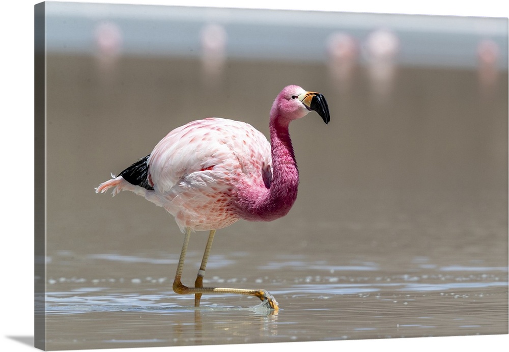 Andean flamingos (Phoenicoparrus andinus), Eduardo Avaroa Andean Fauna National Reserve, Bolivia, South America