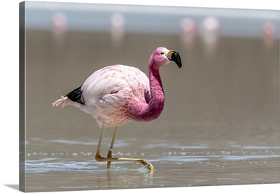 Andean Flamingos, Eduardo Avaroa Andean Fauna National Reserve, Bolivia