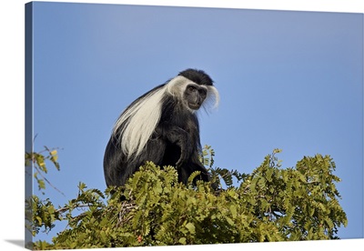 Angola Colobus, Selous Game Reserve, Tanzania