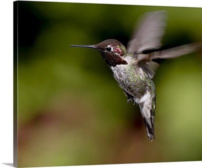 Anna's hummingbird hovering, near Saanich, British Columbia, Canada