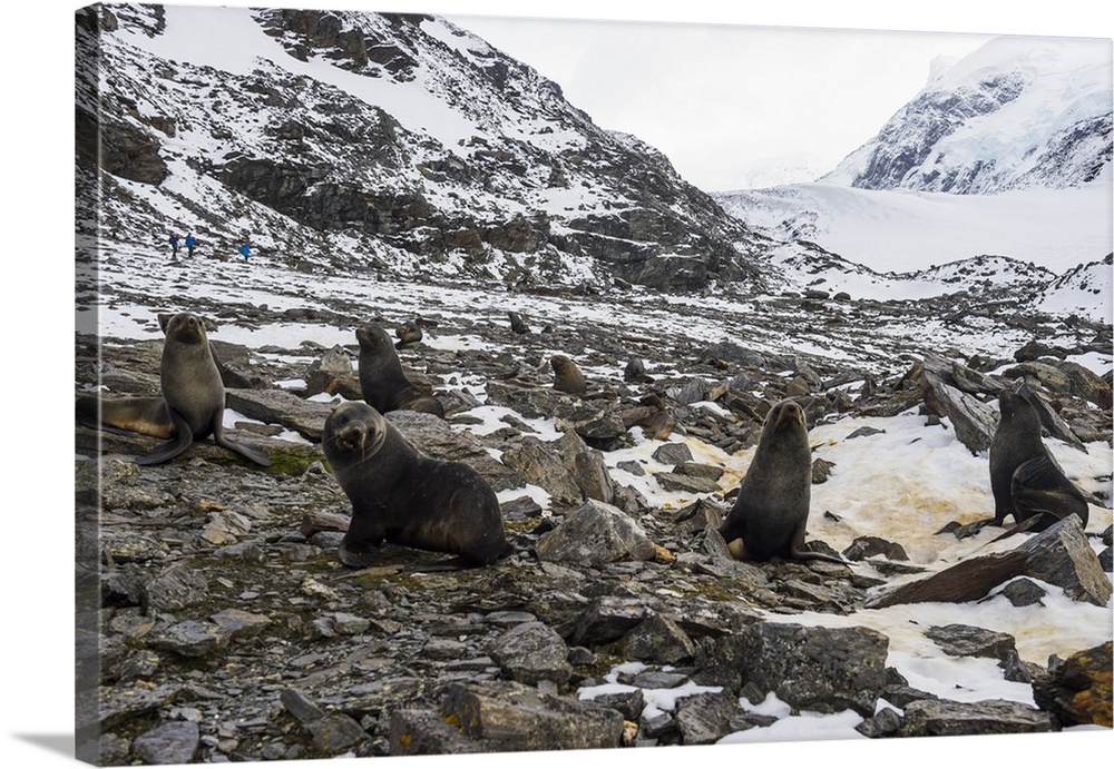 Antarctic fur seal (Arctocephalus gazella) colony, Coronation Island, South Orkney Islands, Antarctica, Polar Regions