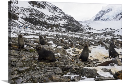 Antarctic fur seal colony, Coronation Island, South Orkney Islands, Antarctica