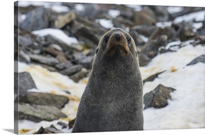 Antarctic fur seal Coronation Island, South Orkney Islands, Antarctica