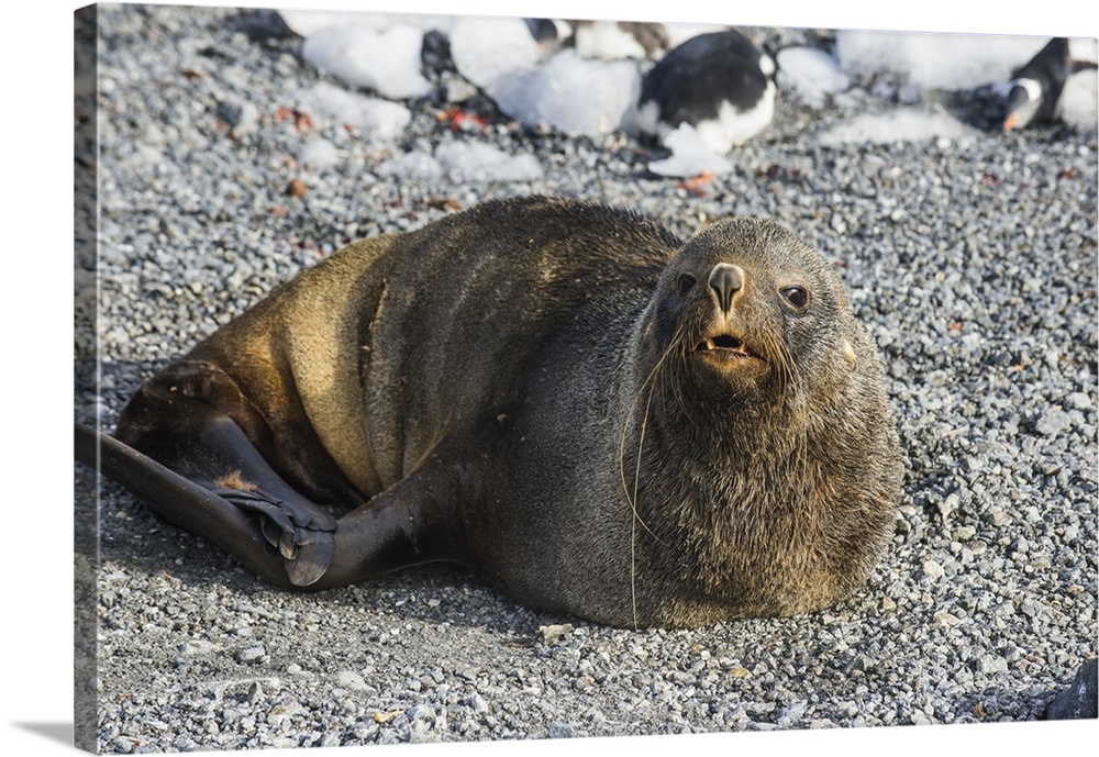 Antarctic fur seal (Arctocephalus gazella), Gourdin Island, Antarctica, Polar Regions