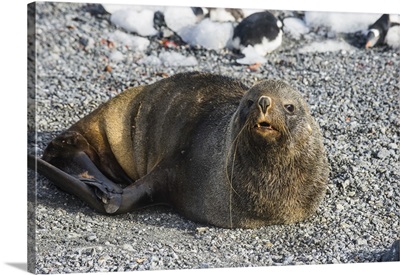 Antarctic fur seal Gourdin Island, Antarctica
