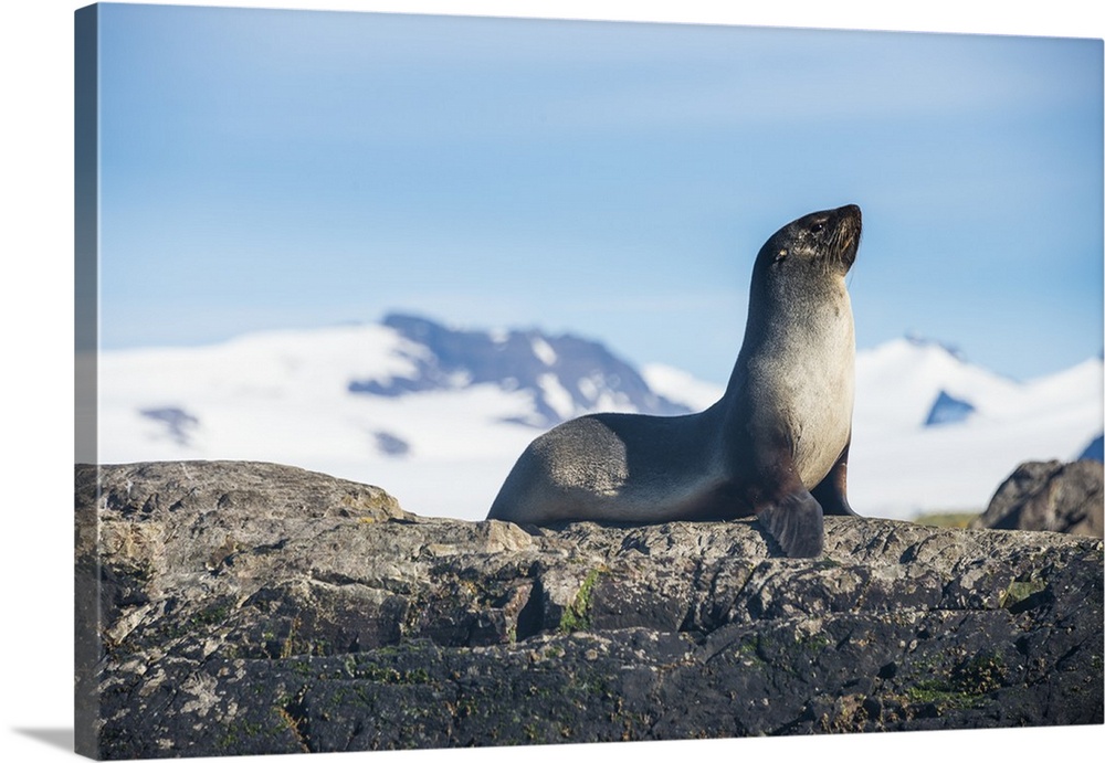 Antarctic fur seal (Arctocephalus gazella), Salisbury plain, South Georgia, Antarctica, Polar Regions