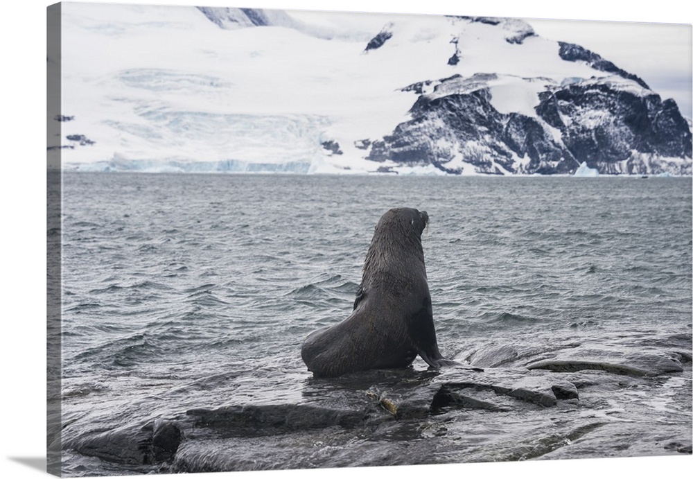 Antarctic fur seals (Arctocephalus gazella) colony, Coronation Island, South Orkney Islands, Antarctica, Polar Regions