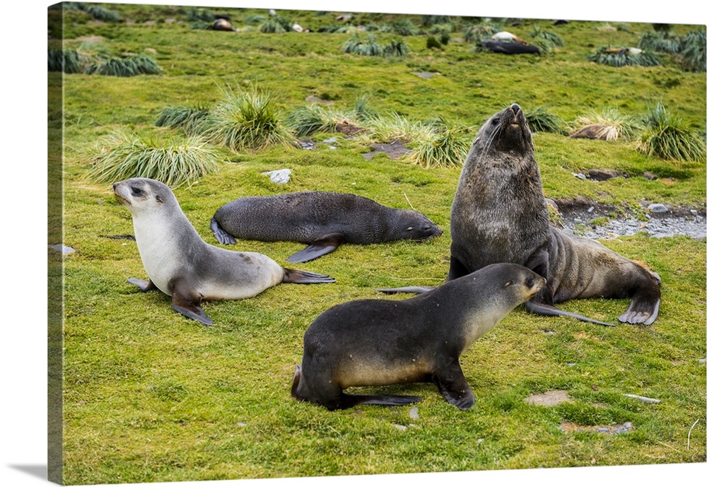 Antarctic fur seals (Arctocephalus gazella), Grytviken, South Georgia, Antarctica