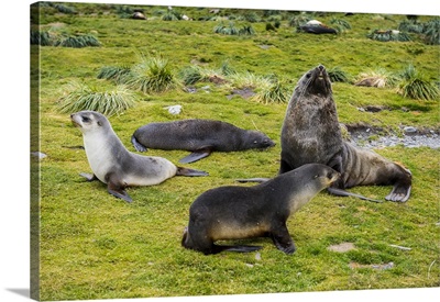 Antarctic fur seals Grytviken, South Georgia, Antarctica
