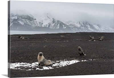 Antarctic fur seals on the beach, Deception Island, Antarctica