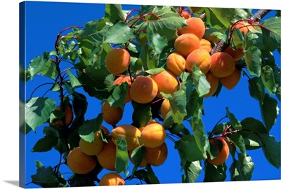 Apricots ripening on tree, Vaucluse, Provence, France