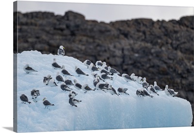 Arctic Birds On An Iceberg On Belcher Island, Devon Island, Nunavut, Canada