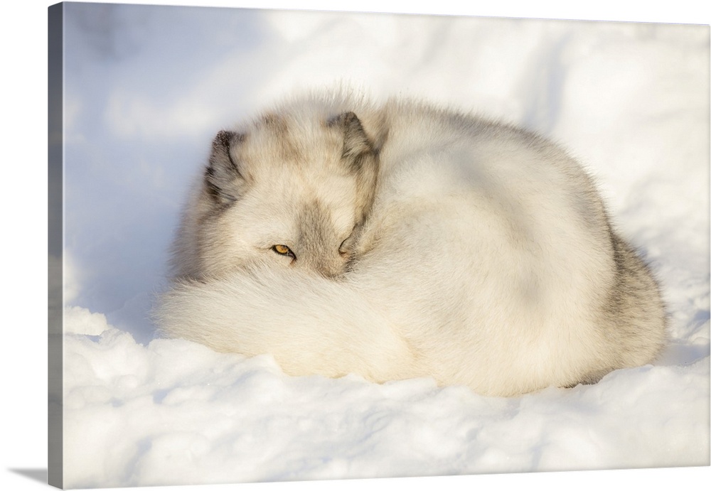 Arctic fox vixen (Vulpes lagopus), captive, Highland Wildlife Park, Kingussie, Scottish Highlands, Scotland, United Kingdo...