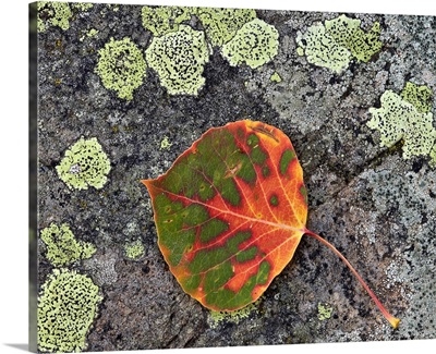 Aspen leaf turning red and orange on a lichen-covered rock, Colorado, USA