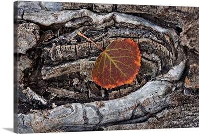 Aspen leaf turning red, Uncompahgre National Forest, Colorado, USA