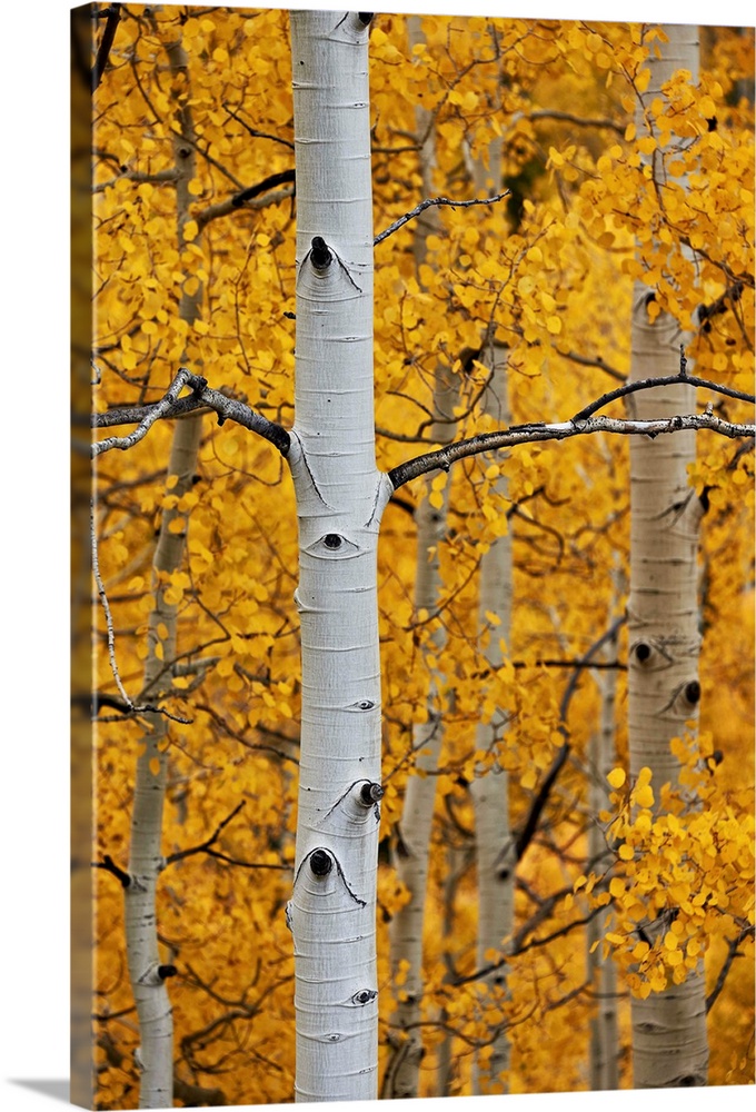 Aspen trunks among yellow leaves, Colorado, USA