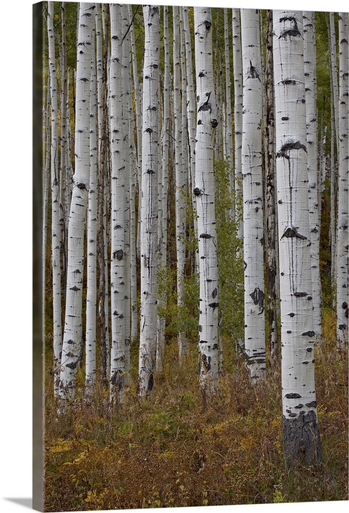 Aspen trunks in the fall, White River National Forest, Colorado