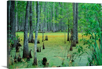 Atchafalaya Swamp near Gibson in the heart of 'Cajun Country', Louisiana