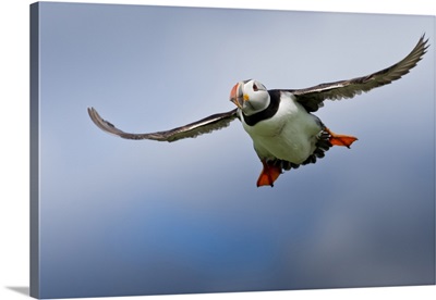 Atlantic Puffin In Flight, Inner Farne, Farne Islands, Northumberland, England