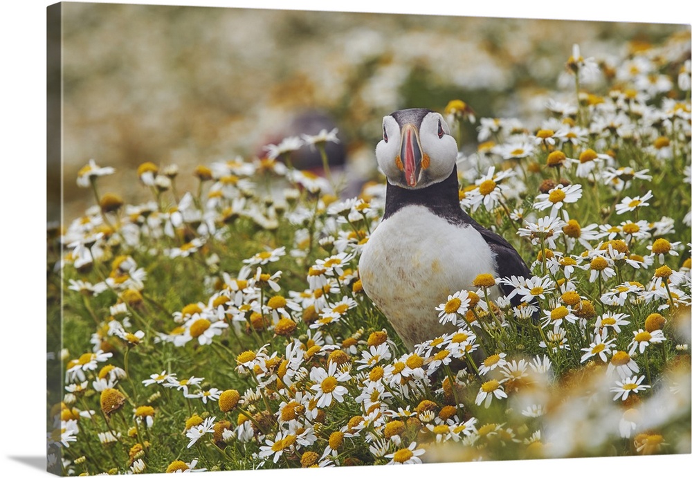 Atlantic Puffin (Fratercula arctica), on Skomer Island in July, a nature reserve off the coast of Pembrokeshire, Wales, Un...