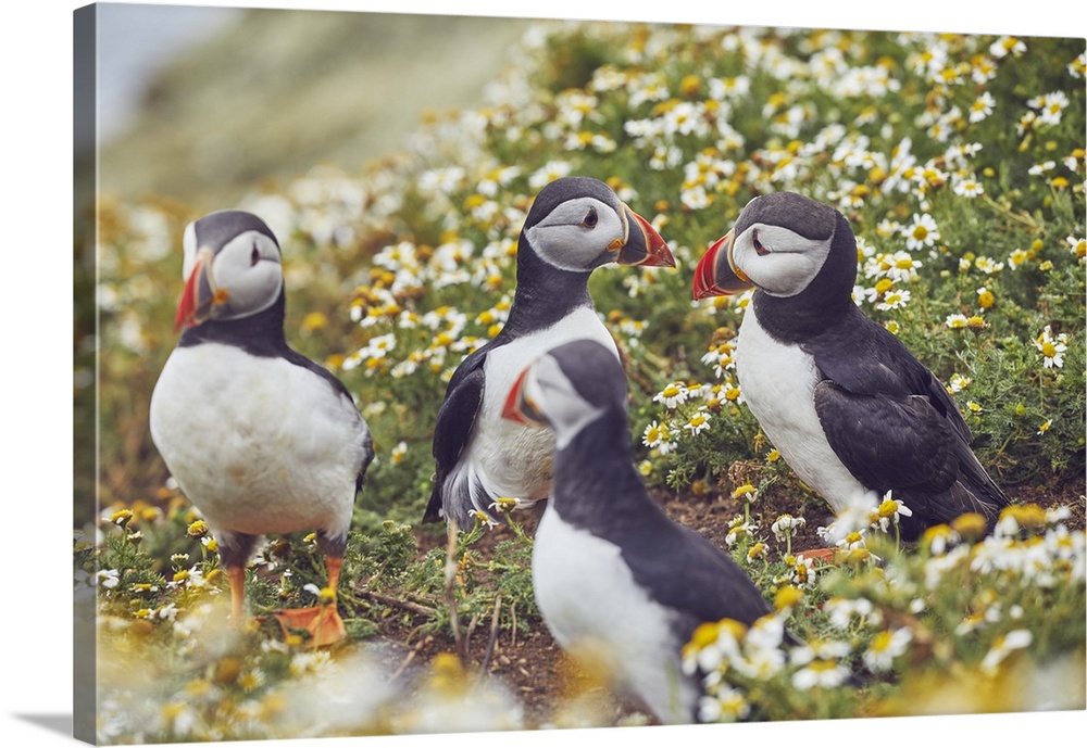 Atlantic Puffin (Fratercula arctica), on Skomer Island in July, a nature reserve off the coast of Pembrokeshire, Wales, Un...