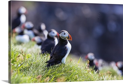Puffins of the World Poster Print