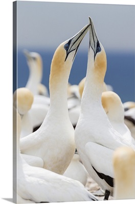Australasian Gannet Courtship Display At Cape Kidnappers, North Island, New Zealand