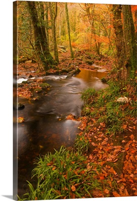 Autumn colours around the River Teign, Devon, England, UK