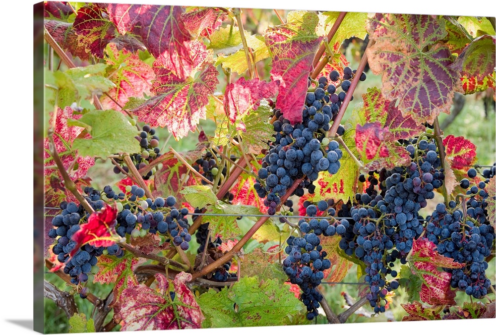 Autumn grapes and vines, Denbies vineyard, Dorking, Surrey, England, UK