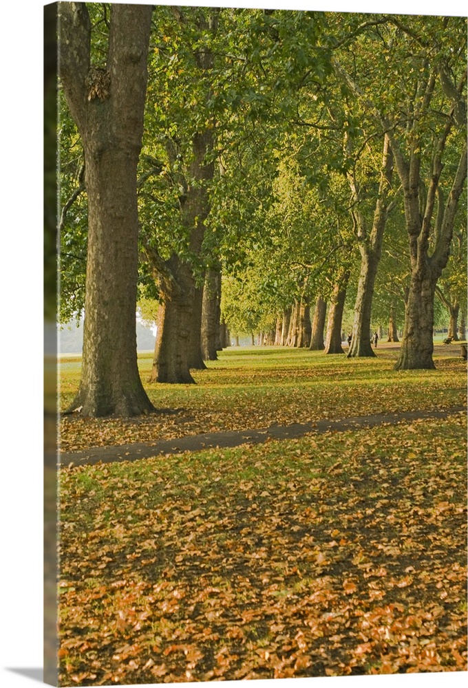 Autumn, Hyde Park, London, England
