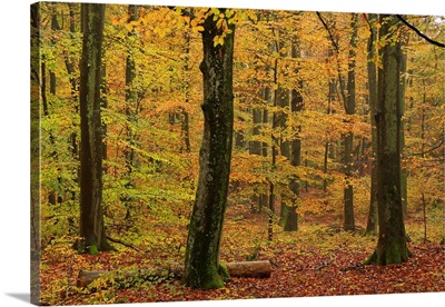 Autumnal forest, Kastel-Staadt, Rhineland-Palatinate, Germany