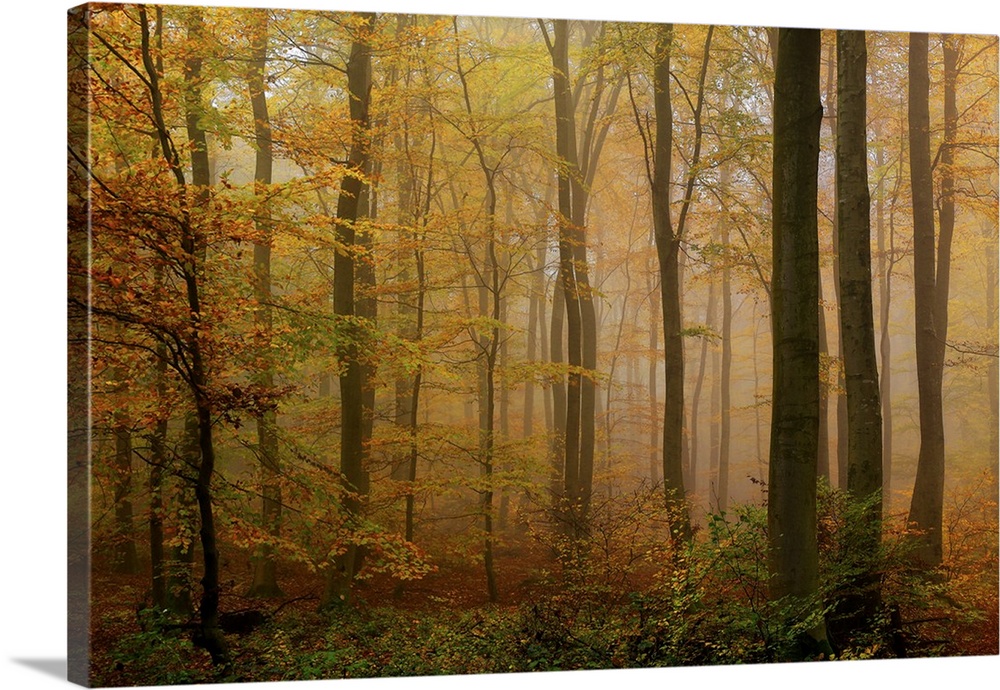Autumnal forest, Kastel-Staadt, Rhineland-Palatinate, Germany