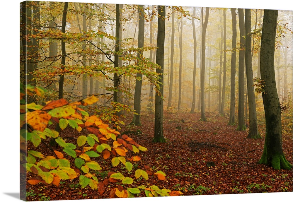 Autumnal forest, Kastel-Staadt, Rhineland-Palatinate, Germany