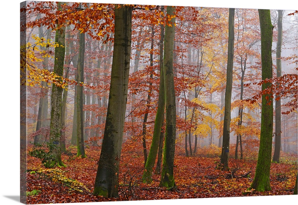 Autumnal forest, Kastel-Staadt, Rhineland-Palatinate, Germany