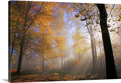 Autumnal forest near Kastel-Staadt, Rhineland-Palatinate, Germany
