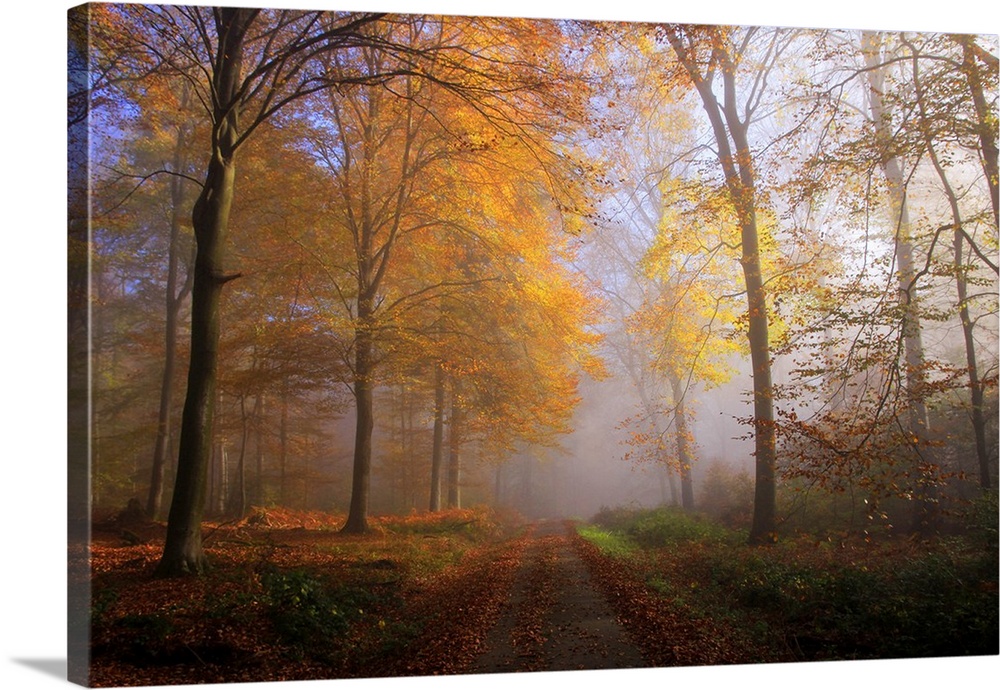 Autumnal forest near Kastel-Staadt, Rhineland-Palatinate, Germany