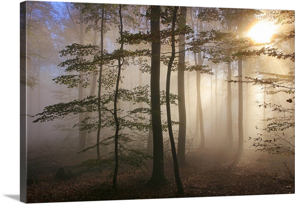 Autumnal forest near Kastel-Staadt, Rhineland-Palatinate, Germany