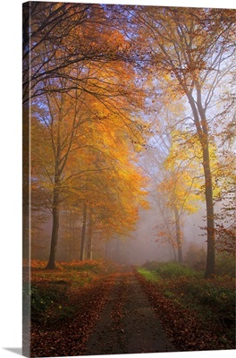 Autumnal forest near Kastel-Staadt, Rhineland-Palatinate, Germany