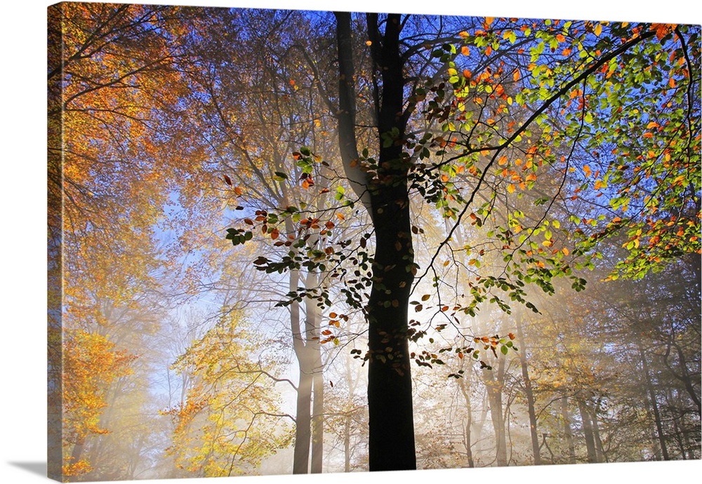 Autumnal forest near Kastel-Staadt, Rhineland-Palatinate, Germany