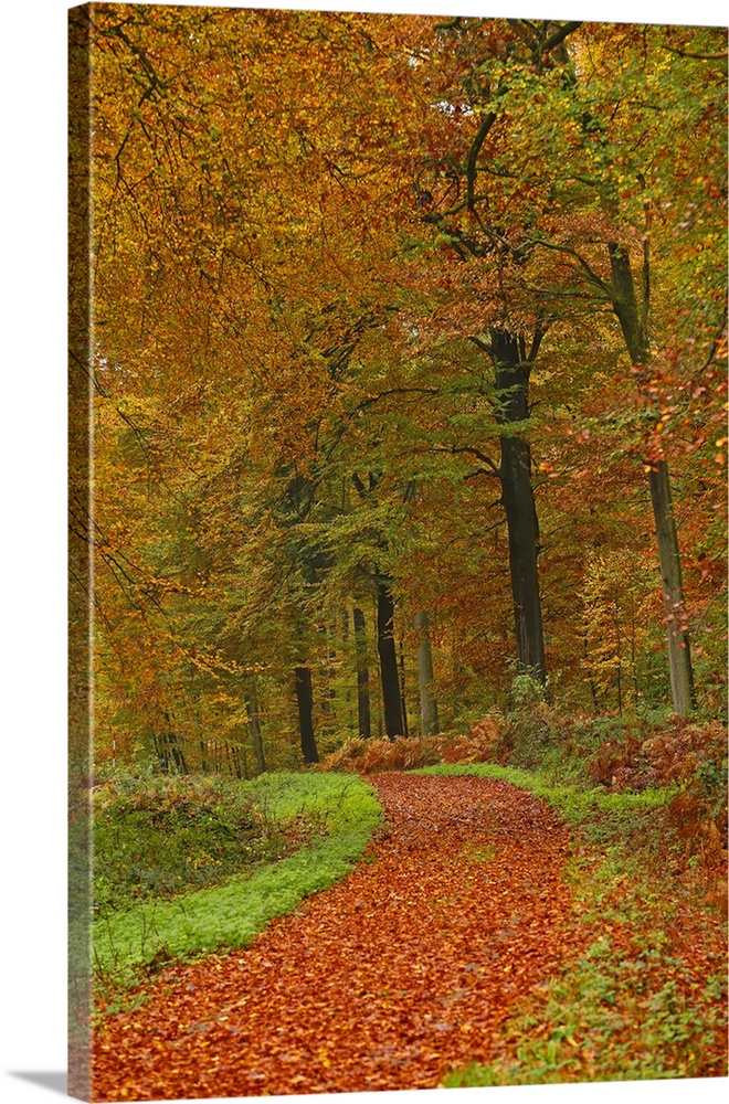 Autumnal forest near Kastel-Staadt, Rhineland-Palatinate, Germany