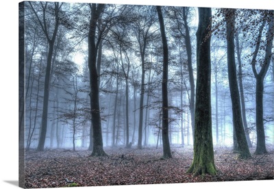 Autumnal forest, Rhineland-Palatinate, Germany
