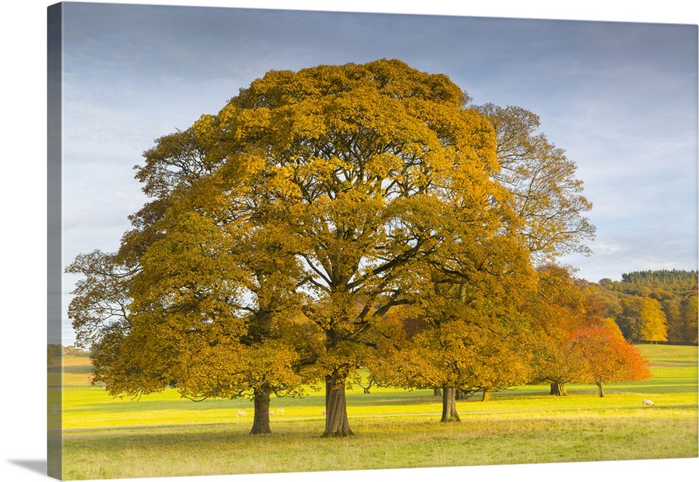 Autumnal trees in Chatsworth Park, Peak District National Park, Derbyshire, England, United Kingdom, Europe